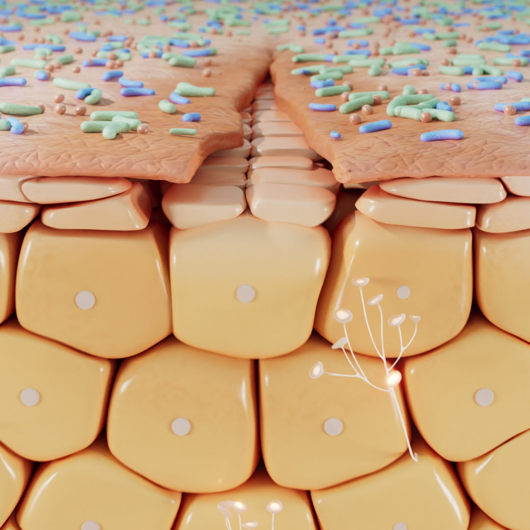 Bioderma Cicabio, 3D illustration of skin cell layers and microbiome