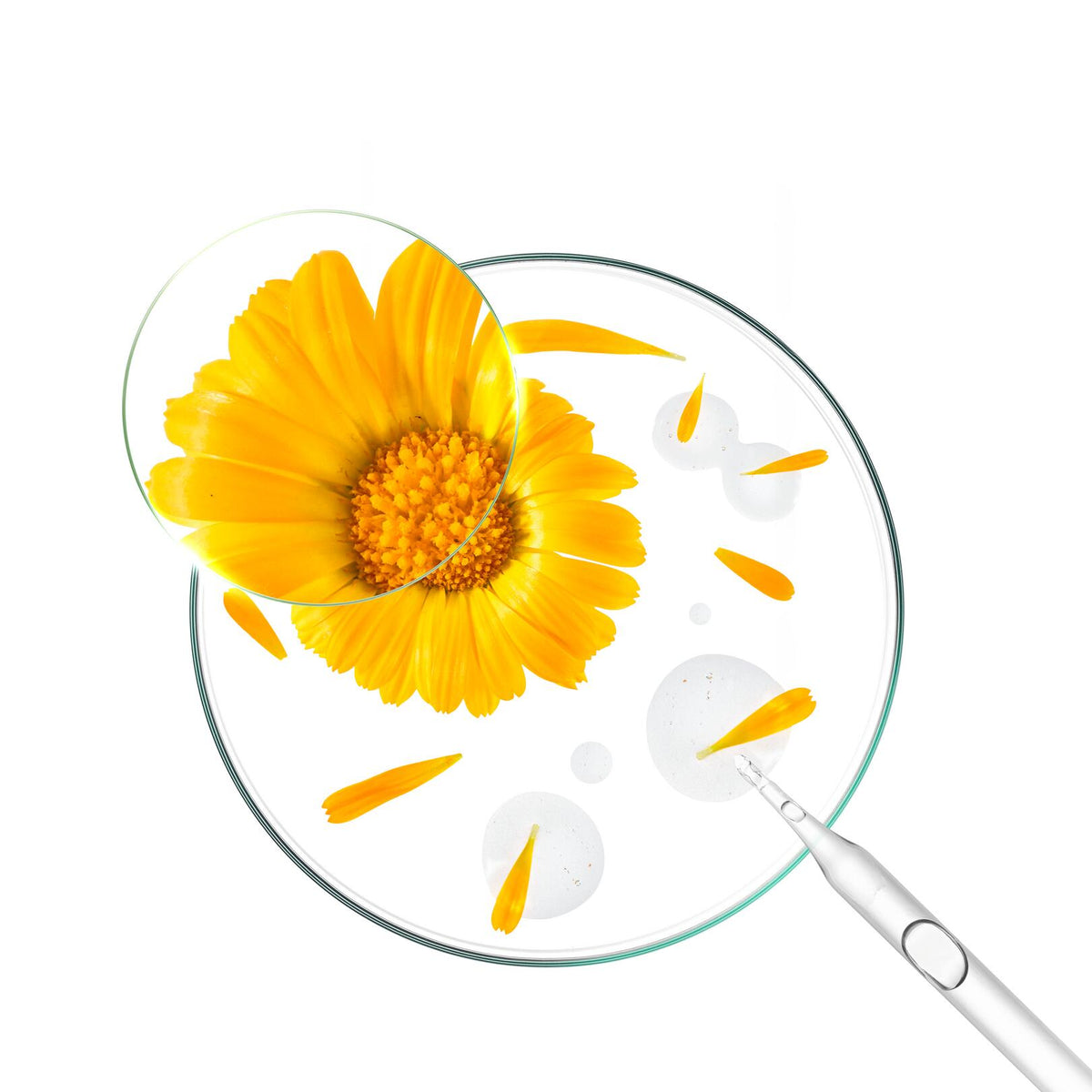 Klorane Bébé, calendula flower and petals in a petri dish
