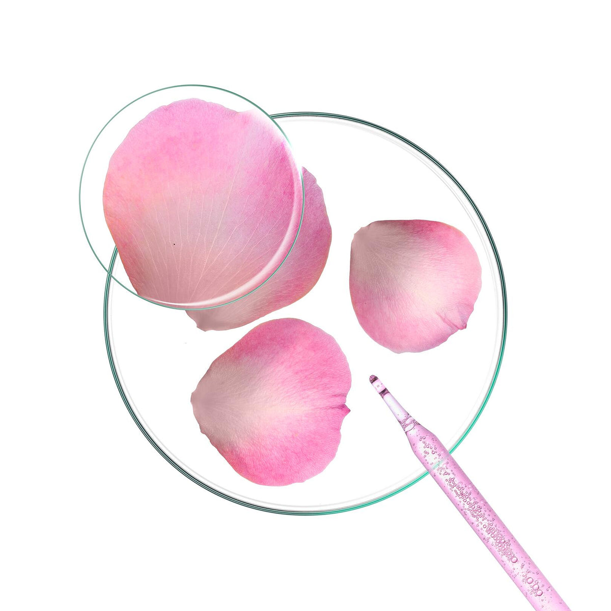 Klorane Peony, pink peony petals in a petri dish