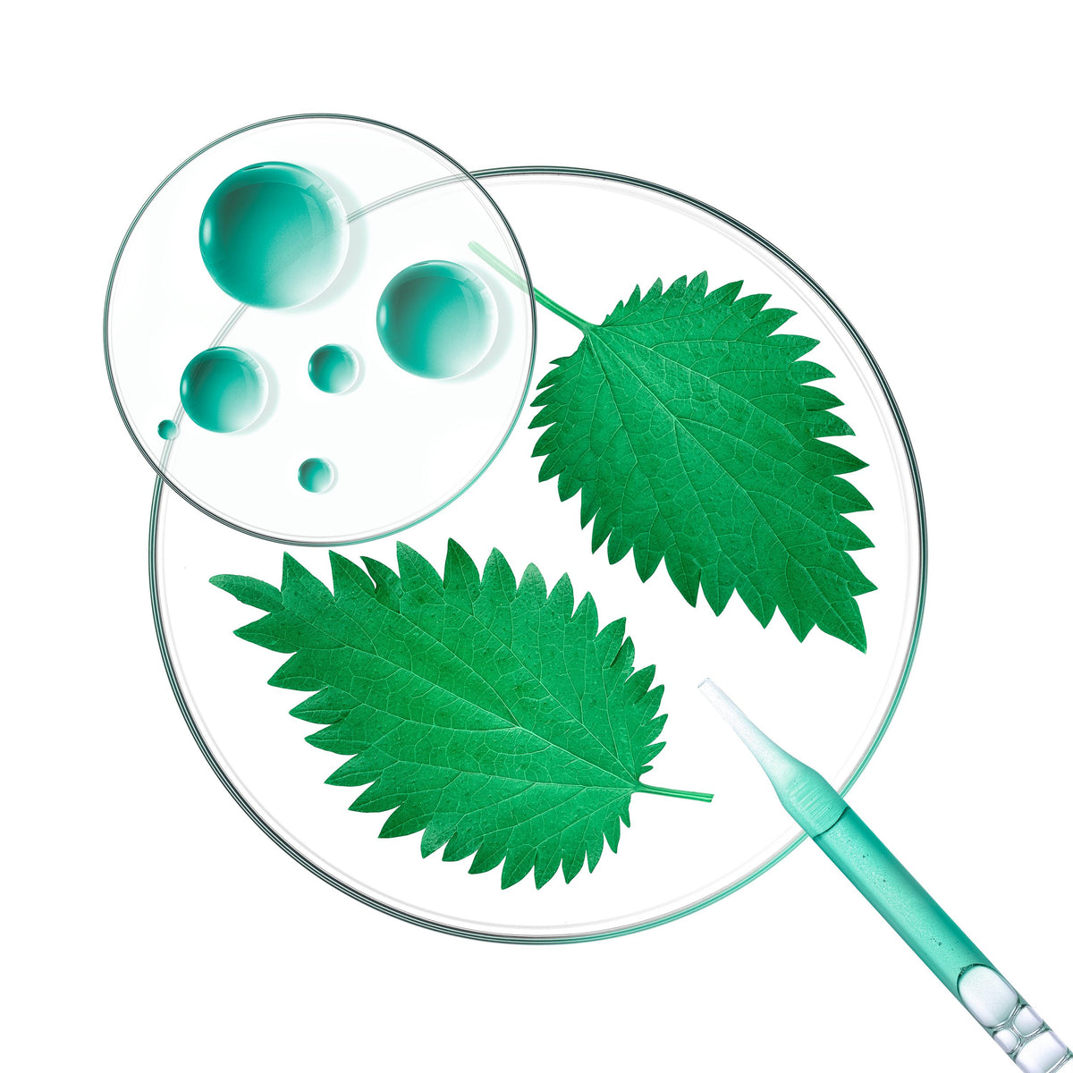 Klorane Nettle Tinted Dry Shampoo, nettle leaves and green drops in a petri dish